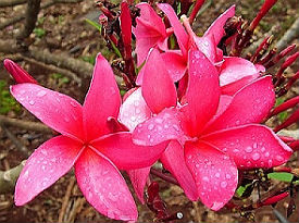 (image for) Plumeria Seeds 'Japanese Lantern' (6 Seeds) - Click Image to Close
